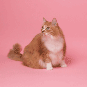 A fluffy orange cat in a pink room.